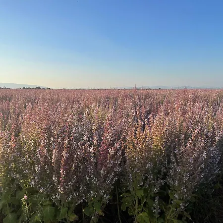 Provence Sweet